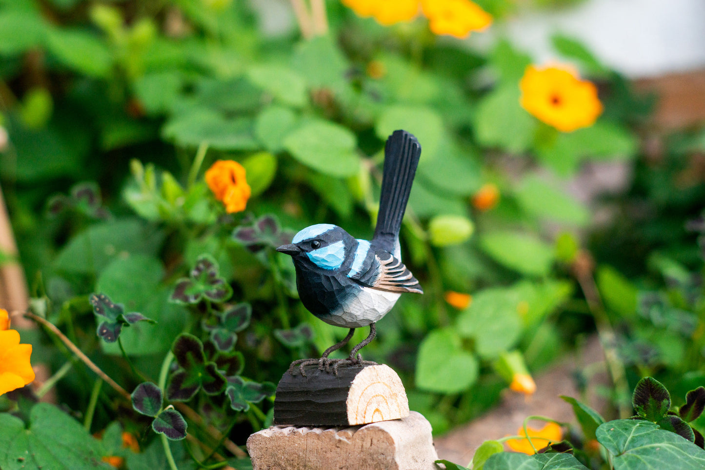 Prachtstaffelschwanz