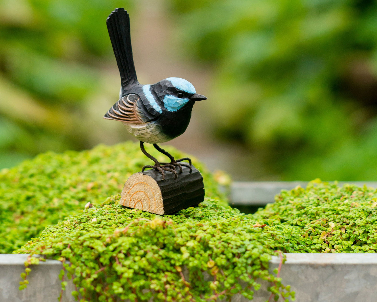 Prachtstaffelschwanz