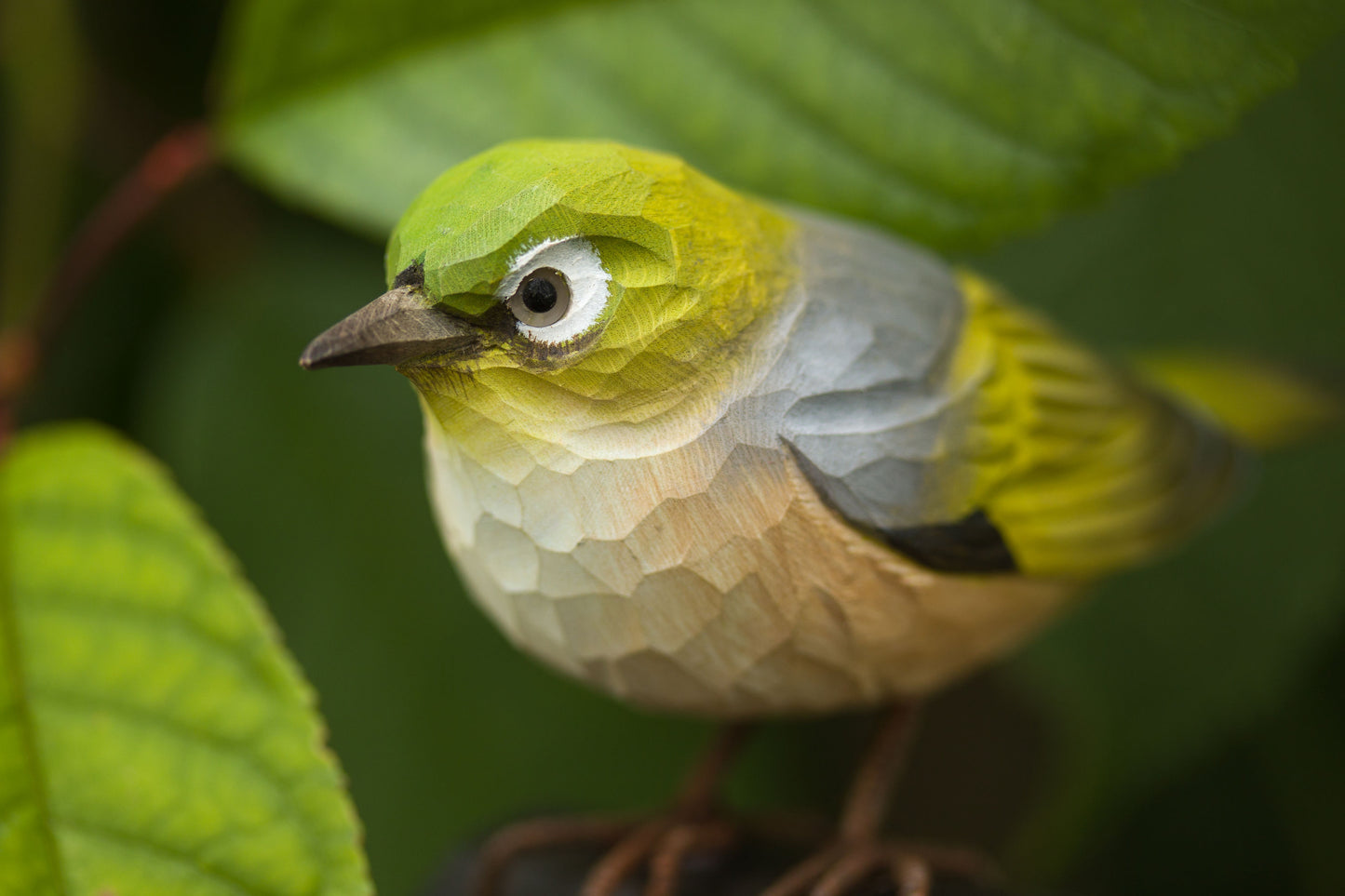 Graumantel-Brillenvogel