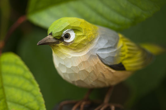 Graumantel-Brillenvogel